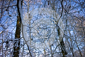 Snow-covered branches with blue sky in a forest