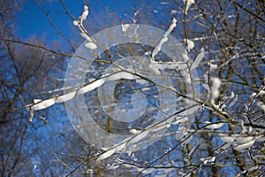 Snow-covered branches with blue sky in winter