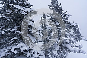 snow-covered branches of Christmas trees on the mountainside in Sheregesh during a blizzard in bad weather