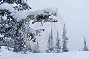 snow-covered branches of Christmas trees on the mountainside in Sheregesh during a blizzard in bad weather