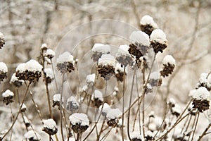 Snow-covered branches of dry grass.