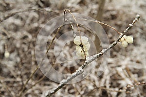 Snow-covered branches of dry grass.