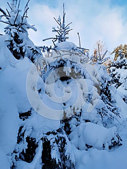 Snow-covered branches of fir-trees, bent down under the weight of snow, on a frosty winter day