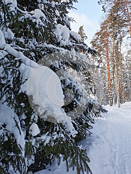 Snow-covered branches of fir-trees, bent down under the weight of snow, on a frosty winter day