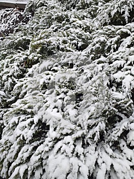 Snow-covered branches of juniper in the garden. Eco background. Photo illustration of nature.