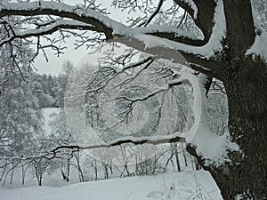 Snow-covered branches of a large oak tree