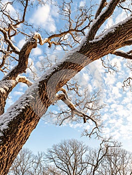 Snow-covered branches of a large tree against a blue sky