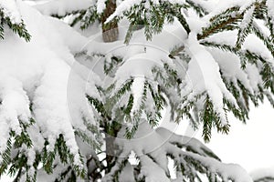 Snow covered branches of pine tree. Evergreen fir trees cloaked in frost, forest scene. Coniferous close-up adorned with ice. Snow