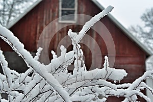 Snow covered branches with a red barn in the background.