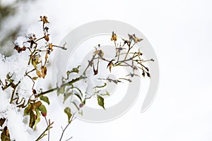 Snow-covered branches and rose leaves, winter landscape