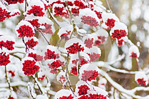 Snow-covered branches of rowan with red berries in winter_