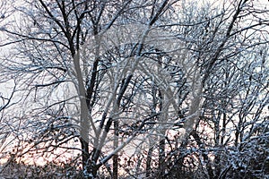 Snow Covered branches on Tall Tree Against Sunrise Sky