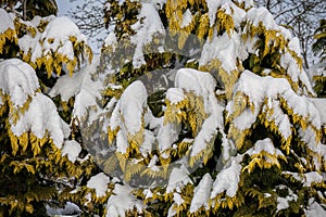 Snow covered branches of thuya bush photo