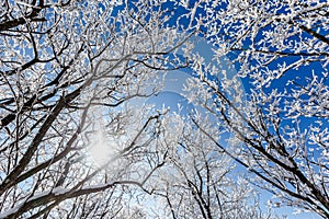 Snow-covered branches of a tree against the blue sky. Beautiful winter background