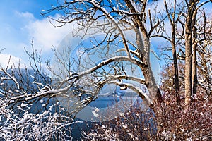 Snow-covered branches of a tree on the shore of Lake Schliersee in Bavaria, Germany