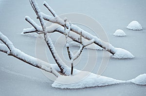 Snow-covered branches of a tree sticking out of the frozen river in winter