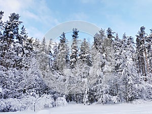 Snow-covered branches of trees and bushes, bent down under the weight of snow, on a frosty winter day