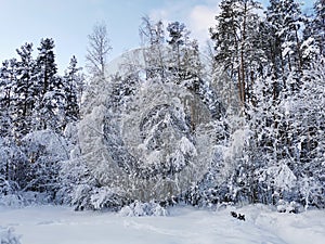 Snow-covered branches of trees and bushes, bent down under the weight of snow, on a frosty winter day