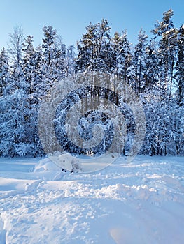 Snow-covered branches of trees and bushes, bent down under the weight of snow, on a frosty winter day