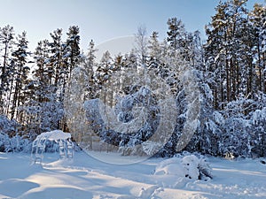 Snow-covered branches of trees and bushes, bent down under the weight of snow, on a frosty winter day