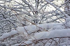 snow-covered branches and trees in the city park