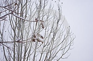 snow-covered branches and trees in the city park,