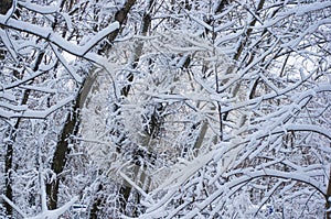 snow-covered branches and trees in the city park