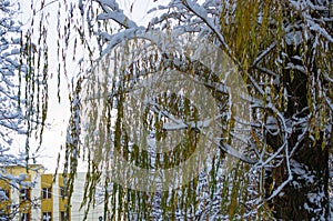 snow-covered branches and trees in the city park