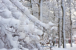 snow-covered branches and trees in the city park