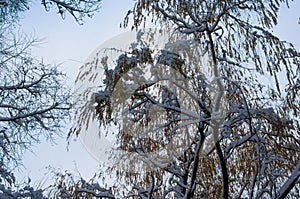 snow-covered branches and trees in the city park