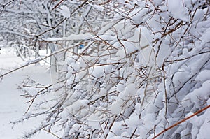 snow-covered branches and trees in the city park