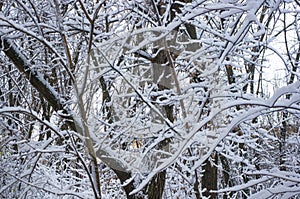 Snow-covered branches and trees in the city park