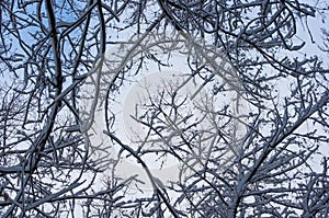 snow-covered branches and trees in the city park