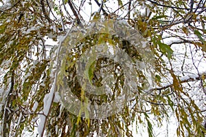 snow-covered branches and trees in the city park