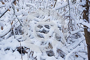 snow-covered branches and trees in the city park