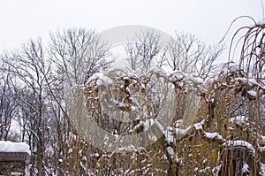 snow-covered branches and trees in the city park