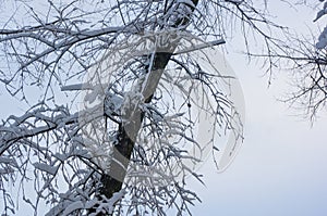 snow-covered branches and trees in the city park