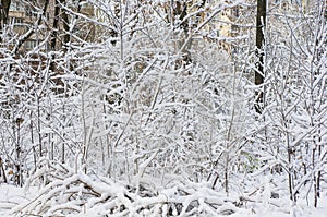 snow-covered branches and trees in the city park