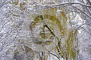 snow-covered branches and trees in the city park