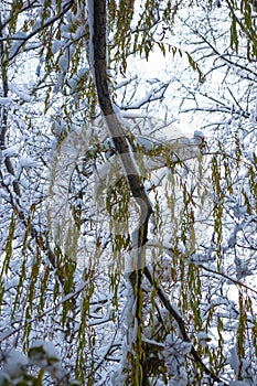 snow-covered branches and trees in the city park