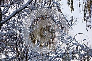 snow-covered branches and trees in the city park