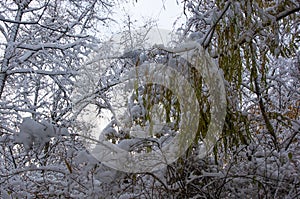 snow-covered branches and trees in the city park