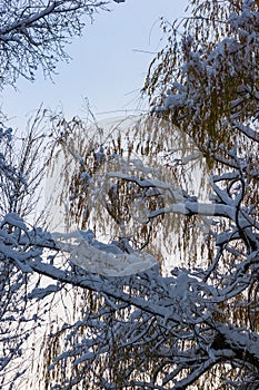 snow-covered branches and trees in the city park