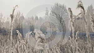 Snow-covered branches in the winter forest.Creative.A snow-covered white forest shot during the day in which all the