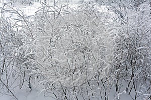 Snow-covered branches in winter snow branches ranches