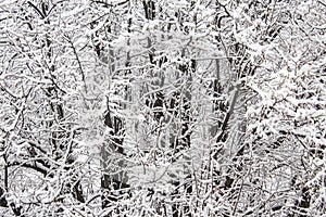 Snow-covered branches in a wood during the winter
