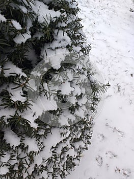 Snow-covered branches of a yew berry bush. Urban landscape. Eco background. Photo illustration of nature.