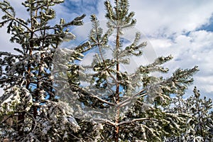 Snow-covered branches of young pine trees against a blue sky with clouds.