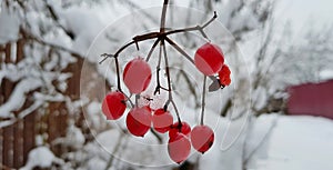 Snow-covered bright and multi-colored Christmas tree decorations on a snowy New Year tree with green needles in a winter country g