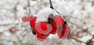 Snow-covered bright and multi-colored Christmas tree decorations on a snowy New Year tree with green needles in a winter country g